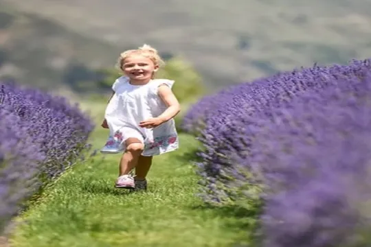 瓦納卡薰衣草農場