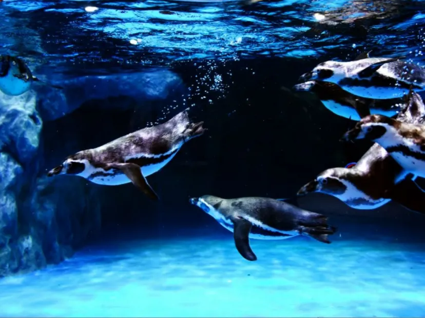 樂天世界水族館