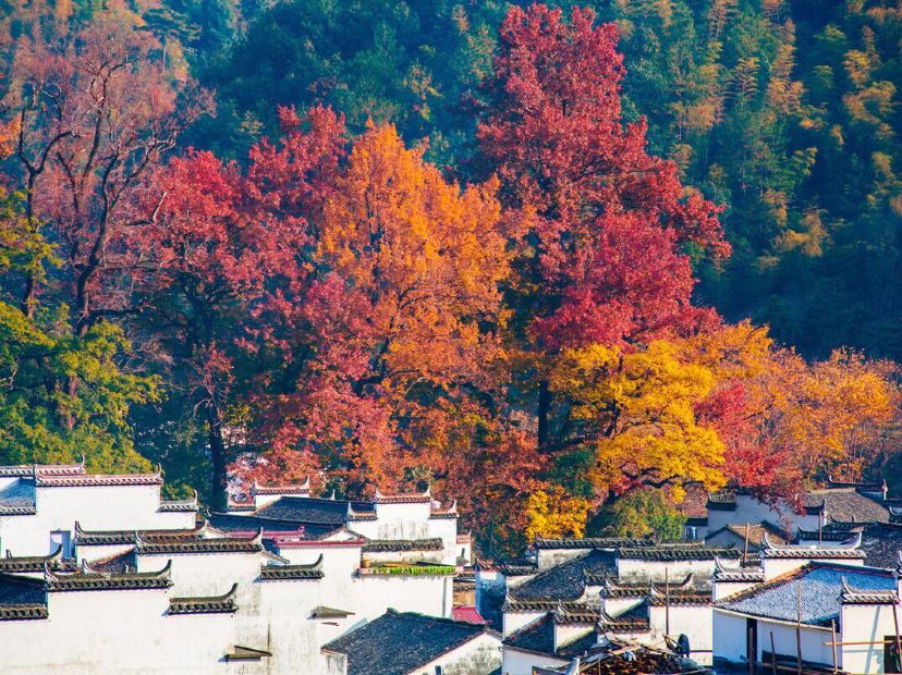 賞楓仙境婺源石城