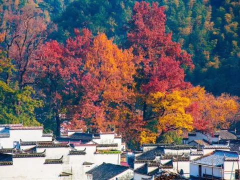 賞楓仙境婺源石城