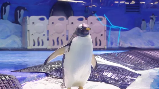 正佳企鵝冰雪世界