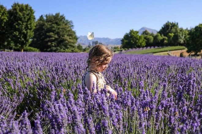 瓦納卡薰衣草農場