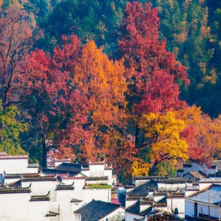 🍁 秋色江西‧人間仙境~景德鎮、婺源、撫州、南昌4天純玩高鐵團🍁人氣賞楓勝地~婺源石城、篁嶺曬秋、鳳凰溝賞紅楓及銀杏、陶溪川文創街區、陶陽里御窯、御窯博物館、文昌里歷史文化街區、弦高古城‧西湖氹
