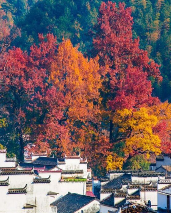 🍁 秋色江西‧人間仙境~景德鎮、婺源、撫州、南昌4天純玩高鐵團🍁人氣賞楓勝地~婺源石城、篁嶺曬秋、鳳凰溝賞紅楓及銀杏、陶溪川文創街區、陶陽里御窯、御窯博物館、文昌里歷史文化街區、弦高古城‧西湖氹