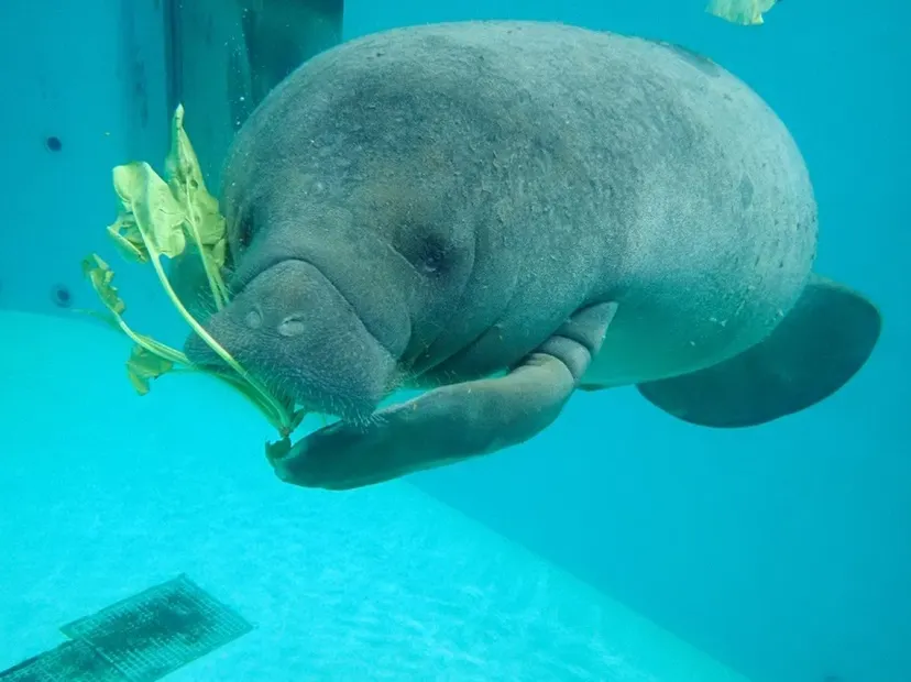 海洋博公園~沖繩美麗海水族館