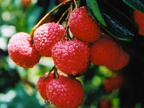 荔枝