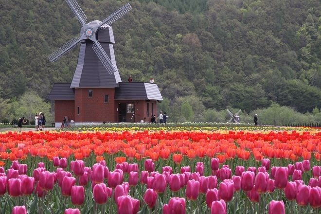 上湧別鬱金香花園 