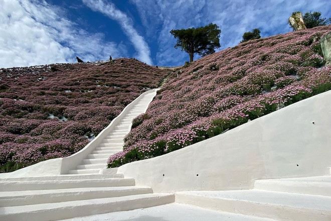金馬崙美蘭村花卉園