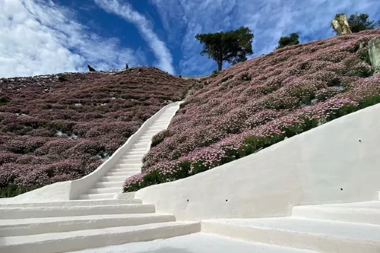 金馬崙美蘭村花卉園