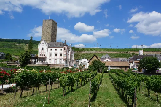符茲堡-葡萄園之旅