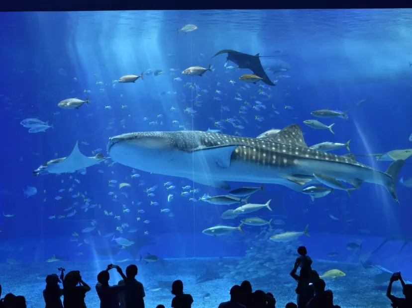 海洋博公園~沖繩美麗海水族館