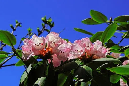 四姑娘山高山杜鵑