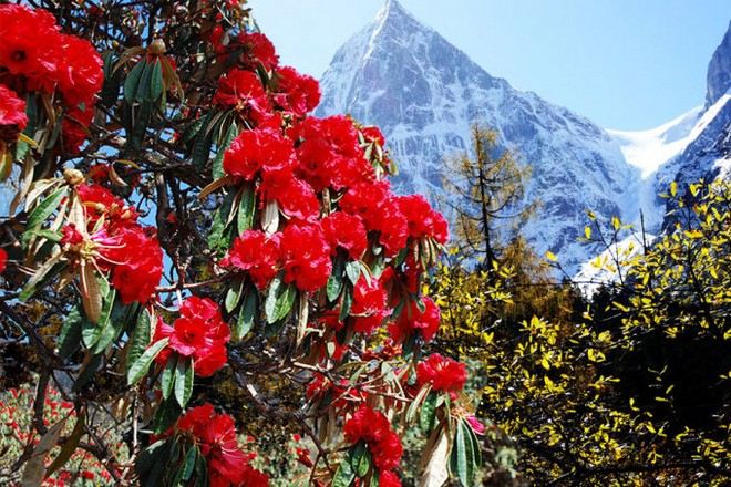 畢棚溝高山杜鵑