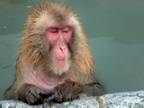 函館熱帶植物園猴子溫泉