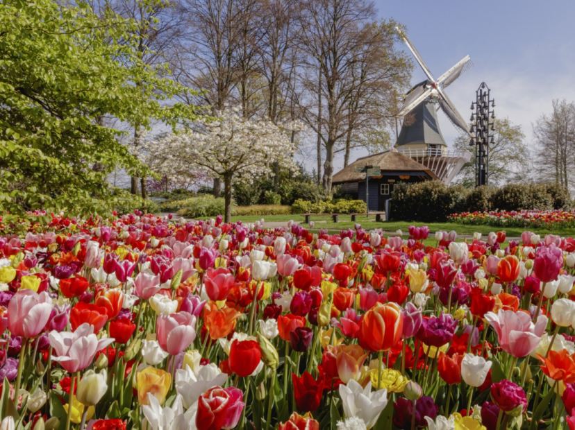 庫肯霍夫公園 鬱金香花卉展