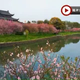 <全包登岸觀光>🌸春賞粉櫻🌸醉美花海🌸 世紀遊輪~凱歌/榮耀號 長江三峽、重慶、宜昌、武漢賞櫻7天團 (船上入住5-6樓臻選江景露台房) 三峽大壩升船機、東湖磨山櫻花園、《烽煙三國》表演