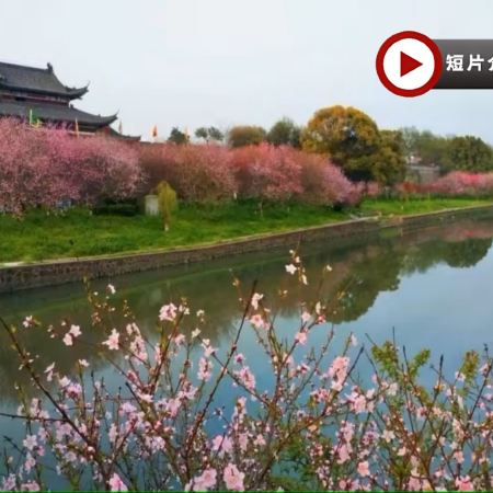 <全包登岸觀光>🌸春賞粉櫻🌸醉美花海🌸 世紀遊輪~凱歌/榮耀號 長江三峽、重慶、宜昌、武漢賞櫻7天團 (船上入住5-6樓臻選江景露台房) 三峽大壩升船機、東湖磨山櫻花園、《烽煙三國》表演