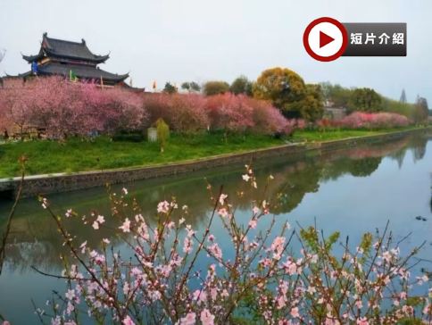<全包登岸觀光>🌸春賞粉櫻🌸醉美花海🌸 世紀遊輪~凱歌/榮耀號 長江三峽、重慶、宜昌、武漢賞櫻7天團 (船上入住5-6樓臻選江景露台房) 三峽大壩升船機、東湖磨山櫻花園、《烽煙三國》表演