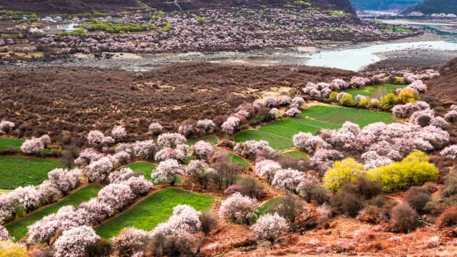雅鲁藏布江桃花
