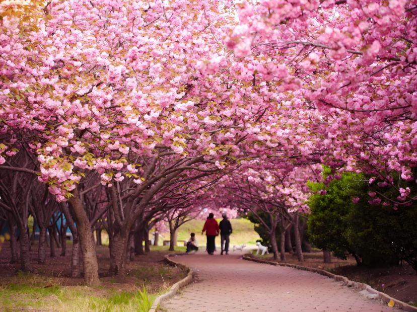 勞動公園賞櫻花