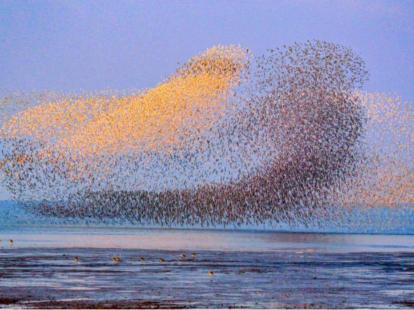黃河口生態旅遊區