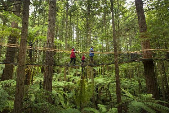 紅木樹林空中健步行
