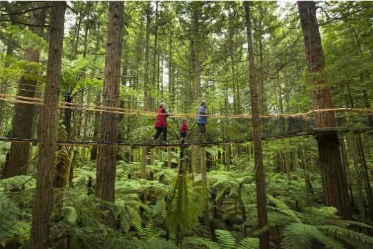 紅木樹林空中健步行