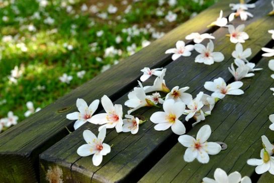 客家大宅油桐花