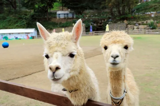 Alpaca World草泥馬樂園