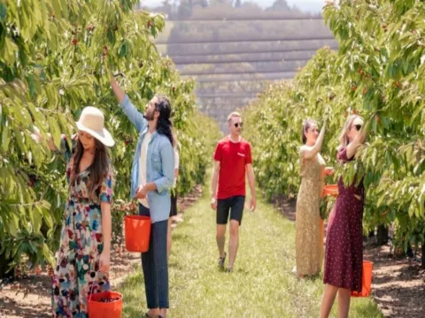 Cherry Hill車厘子果園