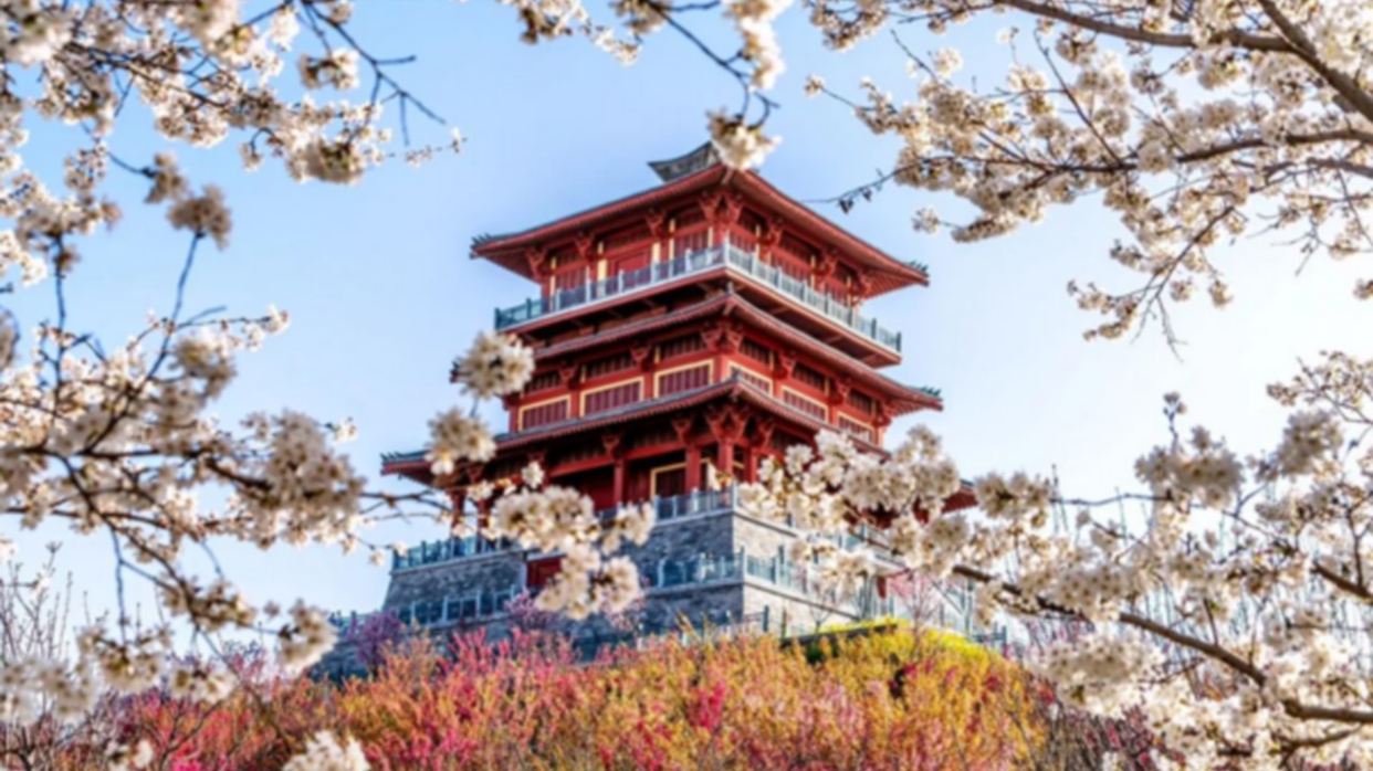 古柏渡豐樂櫻花園