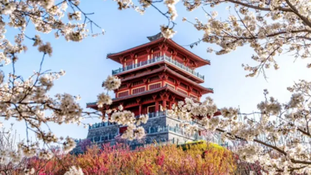 古柏渡豐樂櫻花園