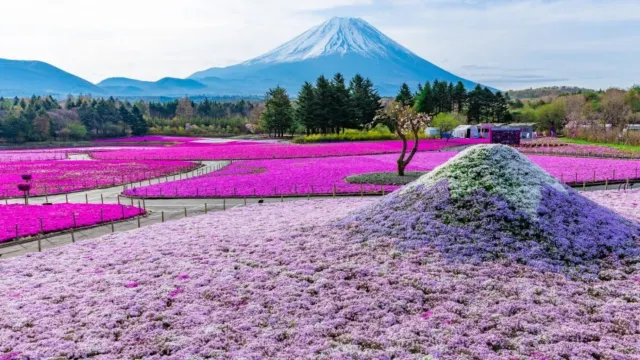 本栖湖富士芝櫻