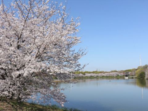 花博記念公園鶴見綠地~風車之丘