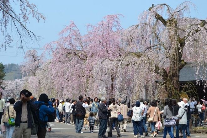 秋田角館枝垂櫻
