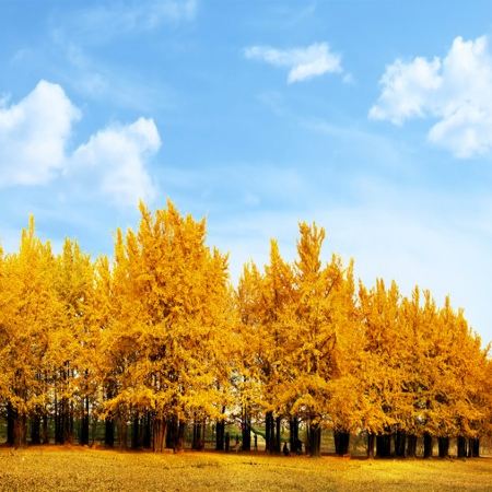 【5鑽】湖北秋日尋楓賞杏🍂5天純玩高鐵團  錢沖古銀杏公園、隨州千年銀杏谷、畫舫船遊仙桃夢裡水鄉、文華學院紅楓林、東湖聽濤景區秋色、淺山森林美街公園、江夏老碼頭、保證入住1晚荊門雙泉溫泉酒店