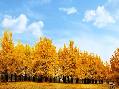 【5鑽】湖北秋日尋楓賞杏🍂5天純玩高鐵團  錢沖古銀杏公園、隨州千年銀杏谷、畫舫船遊仙桃夢裡水鄉、文華學院紅楓林、東湖聽濤景區秋色、淺山森林美街公園、江夏老碼頭、保證入住1晚荊門雙泉溫泉酒店