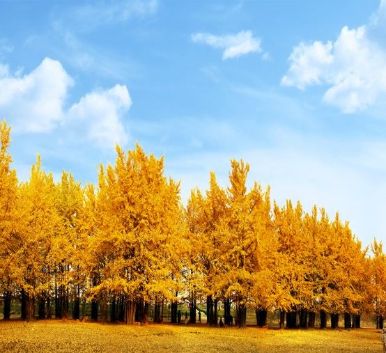🍁楓紅杏黃‧秋色無際 武漢賞秋、高科技體驗5天純玩高鐵團 隨州千年銀杏谷、錢沖古銀杏國家森林公園、清涼寨賞紅葉、文華學院紅楓林、起義門銀杏、人形機器人創新中心、懸掛式科幻列車~光谷空軌