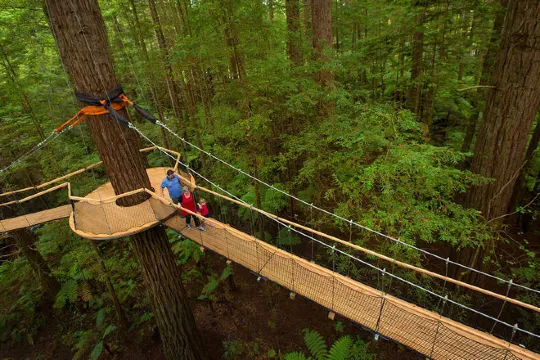 紅木樹林空中健步行