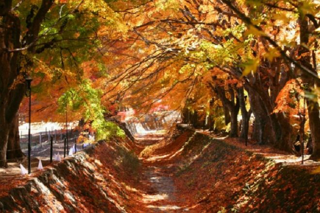 河口湖紅葉迴廊(11月9,16日增遊)