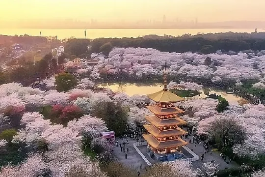 武漢東湖櫻花園