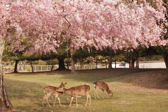 神鹿公園