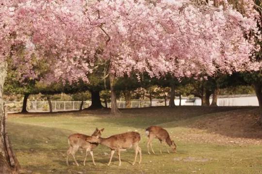 神鹿公園