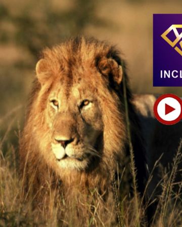 南非皇牌之旅 9天豪華團/保證2晚住宿全南非最頂級最豪華，兼世界十大酒店之一的宮殿式「The Palace Hotel」/重本安排品嚐【原隻南非鮑魚】全鮑宴及非洲獨有【珍禽野味燒烤餐】【優遊全包】
