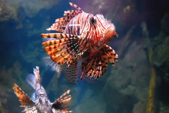 Aquaria KLCC海洋水族館