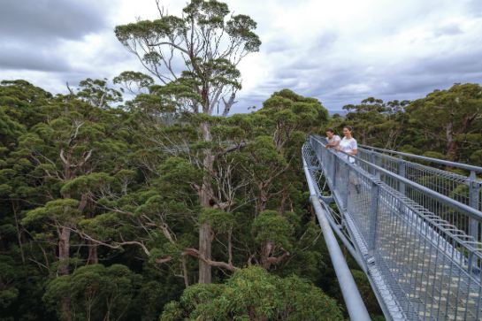 巨人谷樹頂步行道