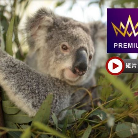 澳洲東岸 10天探索之旅~玩盡東岸各地【尊享澳航貴賓室】-暢玩4大城市/開恩茲及黃金海岸入住5*酒店/包乘普芬古董蒸氣火車及夜觀神仙企鵝回巢/乘高速遊船暢玩大堡礁/安排與樹熊合照/包前往熱帶水果園參觀