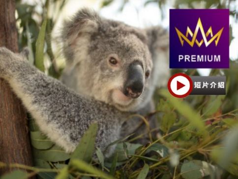 澳洲東岸 10天探索之旅~玩盡東岸各地【尊享澳航貴賓室】-暢玩4大城市/開恩茲及黃金海岸入住5*酒店/包乘普芬古董蒸氣火車及夜觀神仙企鵝回巢/乘高速遊船暢玩大堡礁/安排與樹熊合照/包前往熱帶水果園參觀