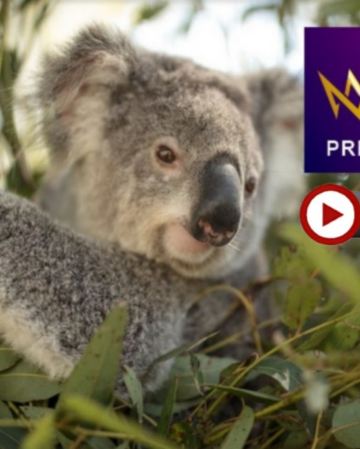 澳洲東岸 10天探索之旅~玩盡東岸各地【尊享澳航貴賓室】-暢玩4大城市/開恩茲及黃金海岸入住5*酒店/包乘普芬古董蒸氣火車及夜觀神仙企鵝回巢/乘高速遊船暢玩大堡礁/安排與樹熊合照/包前往熱帶水果園參觀