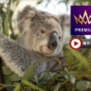 澳洲東岸 10天探索之旅~玩盡東岸各地【尊享澳航貴賓室】-暢玩4大城市/開恩茲及黃金海岸入住5*酒店/包乘普芬古董蒸氣火車及夜觀神仙企鵝回巢/乘高速遊船暢玩大堡礁/安排與樹熊合照/包前往熱帶水果園參觀